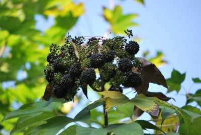 Kalopanax pictus - dlanitec pestrý - plody (2)